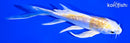 6" GINRIN LEMON HARIWAKE BUTTERFLY