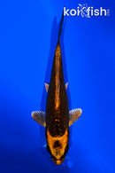 5.5" ORENJI MATSUBA