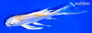 6" GINRIN LEMON HARIWAKE BUTTERFLY