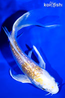 6" GINRIN LEMON HARIWAKE BUTTERFLY