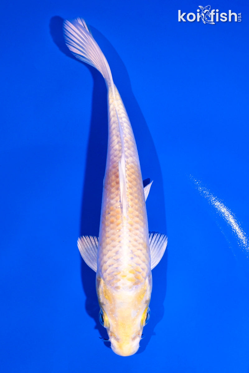 5.25" LEMON HARIWAKE