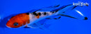 5.5" SANKE BUTTERFLY