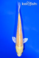 6.25" YAMABUKI OGON
