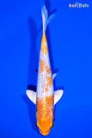 6.75" HARIWAKE