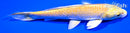 6.25" YAMABUKI OGON