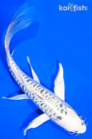7.75" DOITSU GIN MATSUBA BUTTERFLY