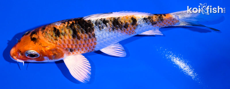5" YAMATO NISHIKI