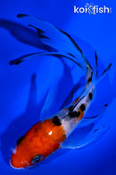 5.5" SANKE BUTTERFLY