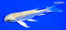 5.5" GINRIN YAMABUKI OGON BUTTERFLY