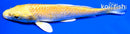 6.25" YAMABUKI OGON