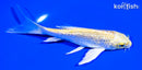 5.5" GINRIN YAMABUKI OGON BUTTERFLY