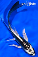 5.25" KIKOKURYU BUTTERFLY