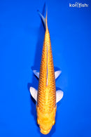 7" GINRIN YAMABUKI OGON