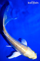 5.5" GINRIN YAMABUKI OGON BUTTERFLY