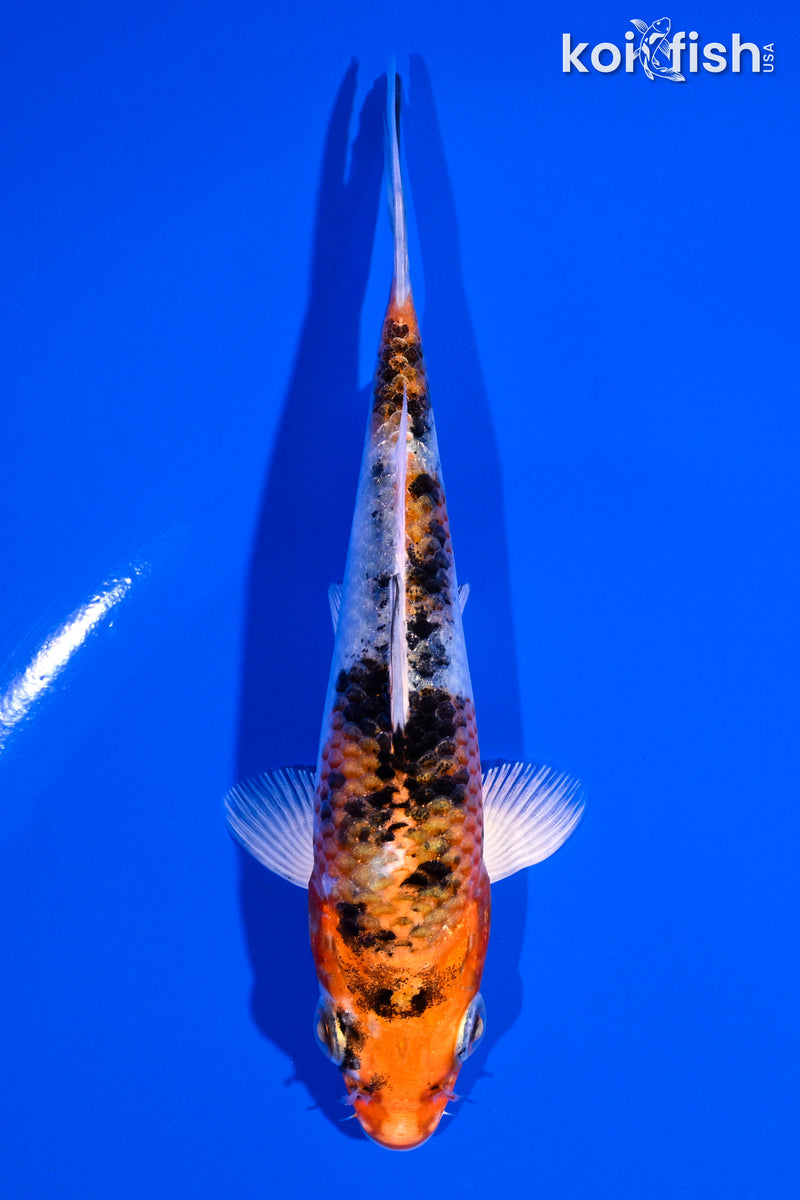 5" YAMATO NISHIKI
