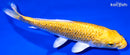 7" GINRIN YAMABUKI OGON