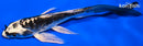5.25" KIKOKURYU BUTTERFLY