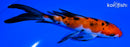 6" SANKE BUTTERFLY