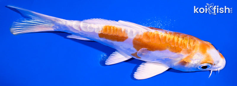 4.75" KIKUSUI