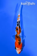 5.75" DOITSU SANKE