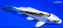 6.75" KIN KIKOKURYU