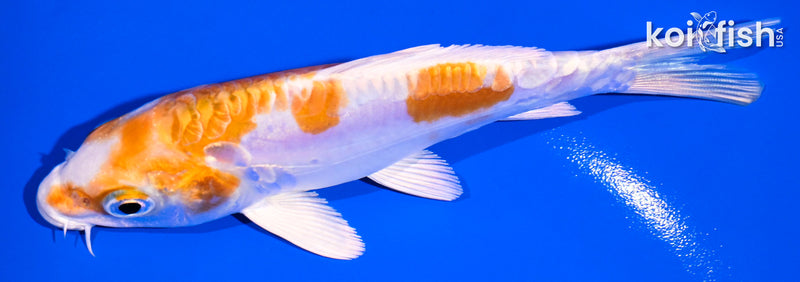 4.75" KIKUSUI