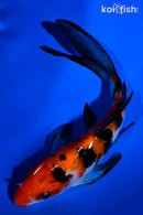 6" SANKE BUTTERFLY