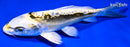 6.75" KIN KIKOKURYU