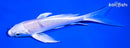 5.5" PLATINUM OGON BUTTERFLY
