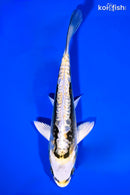 6.75" KIN KIKOKURYU
