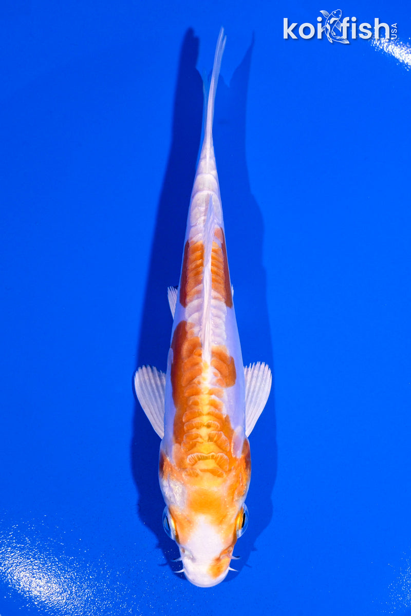 4.75" KIKUSUI