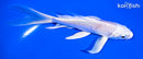 5.5" PLATINUM OGON BUTTERFLY
