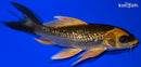 5.25" GINRIN ORENJI MATSUBA BUTTERFLY