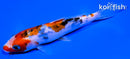 5.75" DOITSU SANKE
