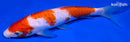 6.75" DOITSU KOHAKU