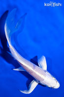 5.5" PLATINUM OGON BUTTERFLY
