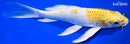 8" LEMON HARIWAKE BUTTERFLY