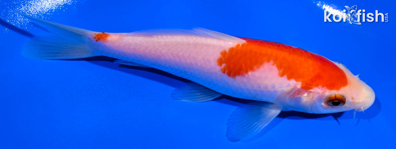5" KOHAKU