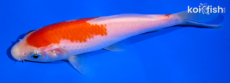 5" KOHAKU