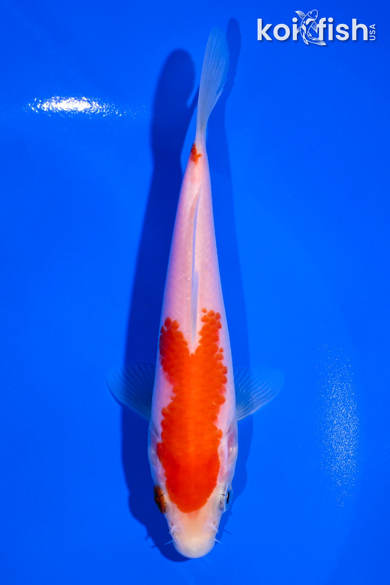5" KOHAKU