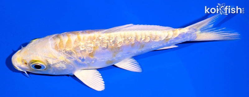 5.25" GINRIN ARAGOKE LEMON HARIWAKE