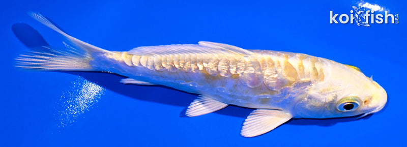 5.25" GINRIN ARAGOKE LEMON HARIWAKE