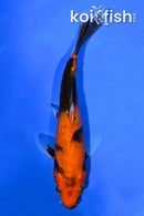 6.25" KIN HI UTSURI