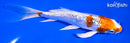 6" GINRIN HARIWAKE BUTTERFLY