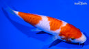 6.75" DOITSU KOHAKU