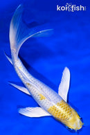 8" LEMON HARIWAKE BUTTERFLY