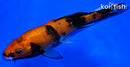 6.25" KIN HI UTSURI