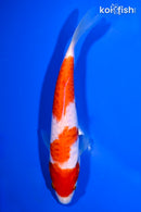 6.75" DOITSU KOHAKU