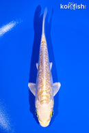 5.25" GINRIN ARAGOKE LEMON HARIWAKE