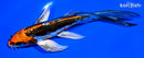 6" ARAGOKE BENI KIKOKURYU BUTTERFLY